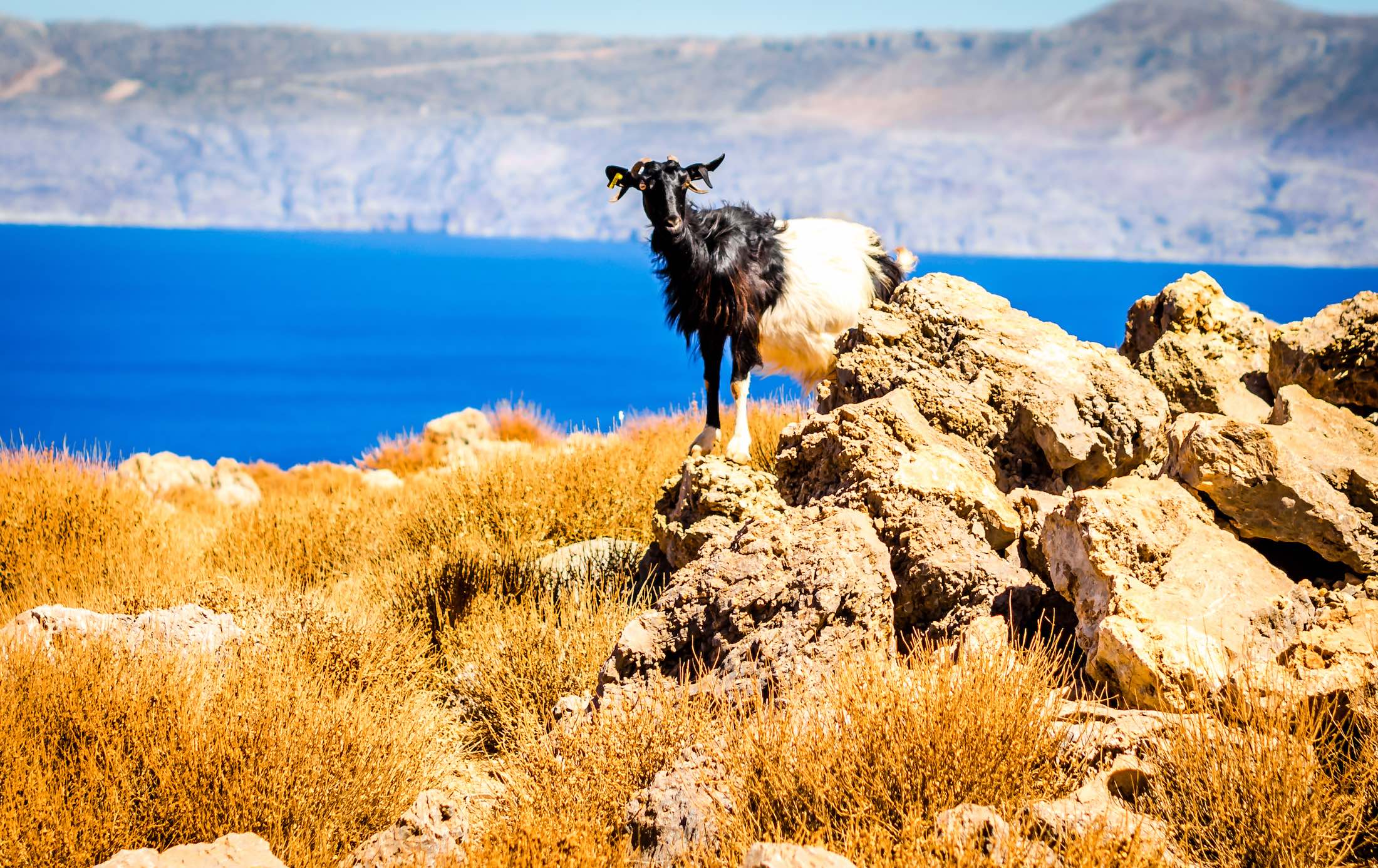 Discovering the wildlife of Crete: A guide to unique animal species on ...